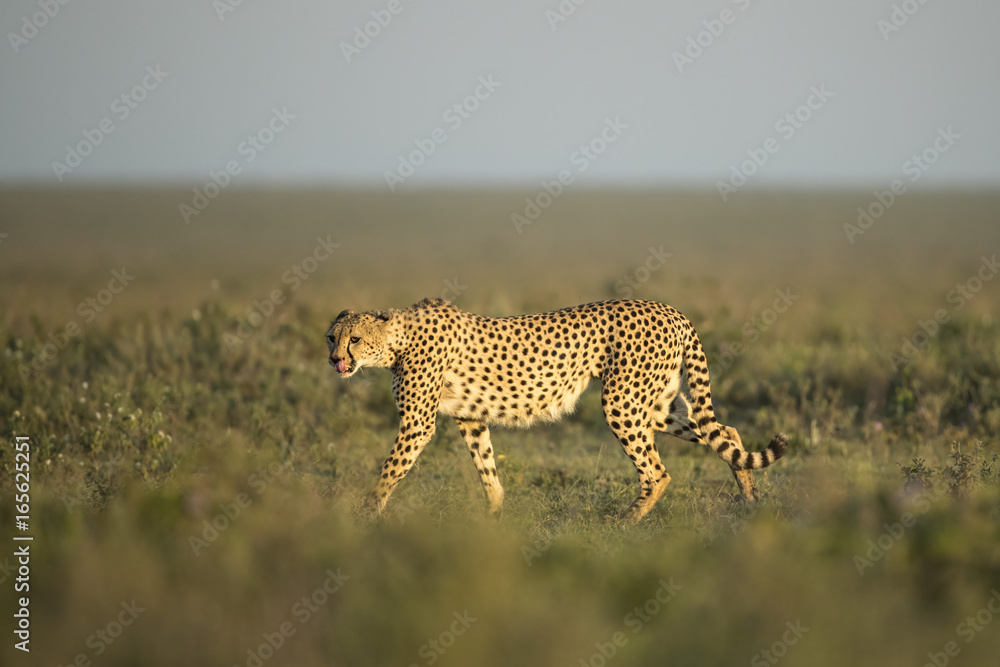 Fototapeta premium Animal