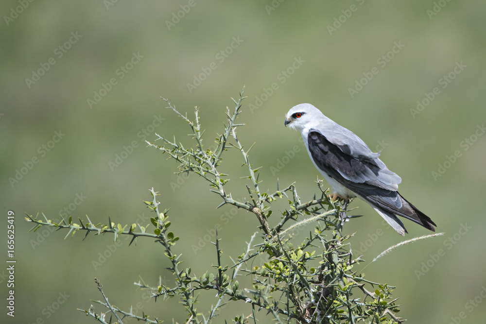 Obraz premium Animal