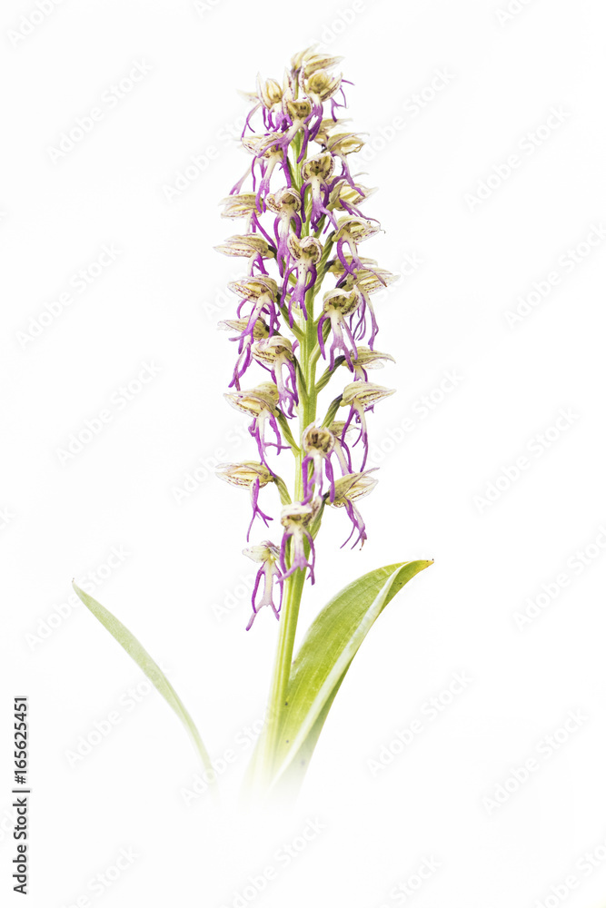 Obraz premium Orchid