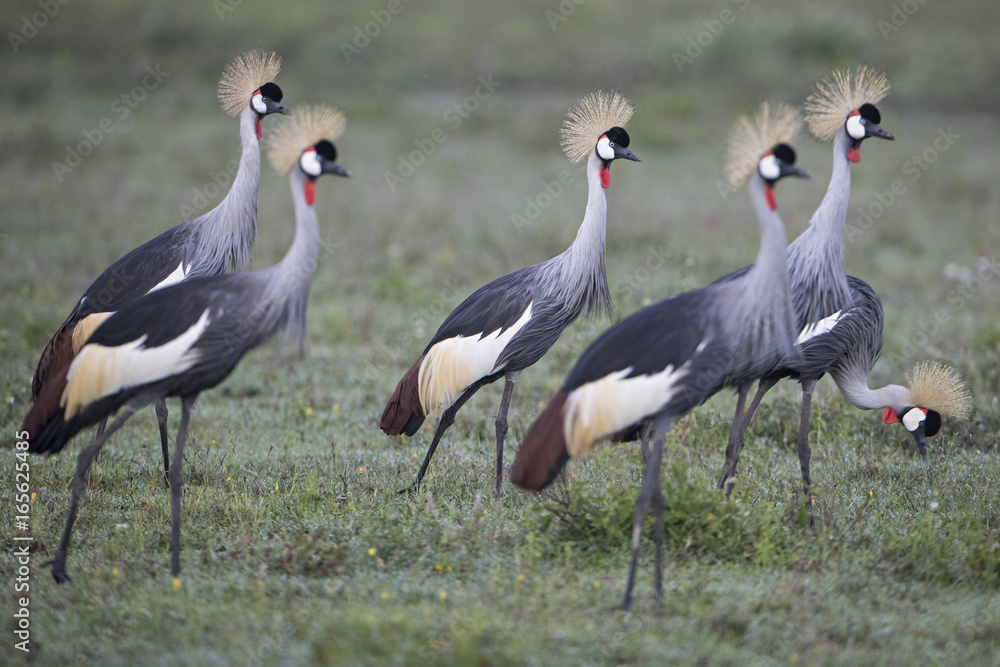 Obraz premium Animal