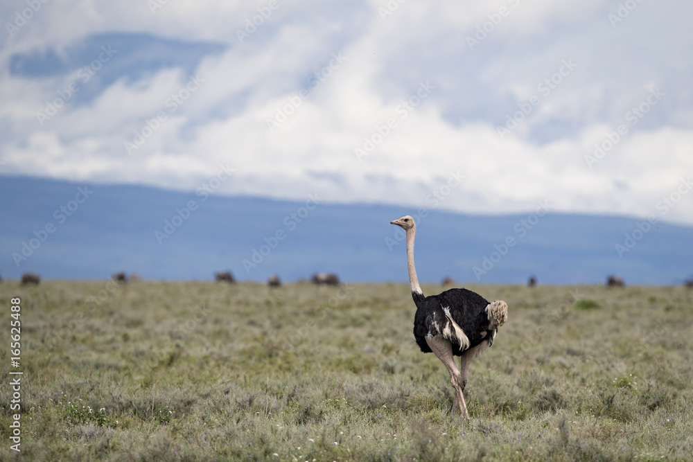 Naklejka premium Animal