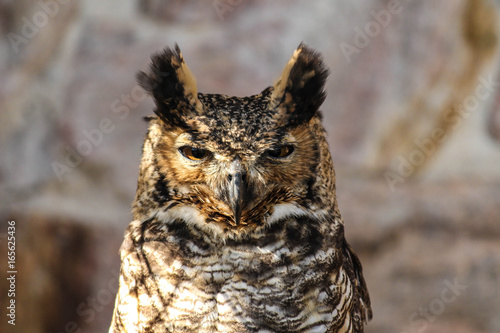 Eared owl