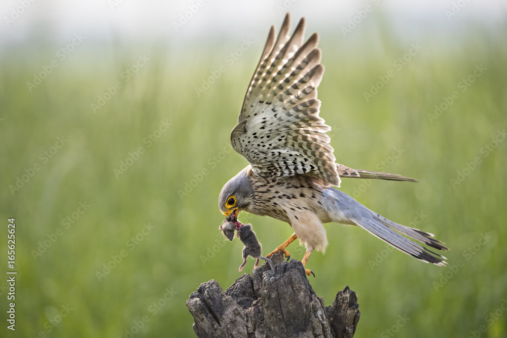 Obraz premium Animal