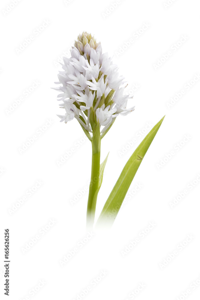 Fototapeta premium Orchid