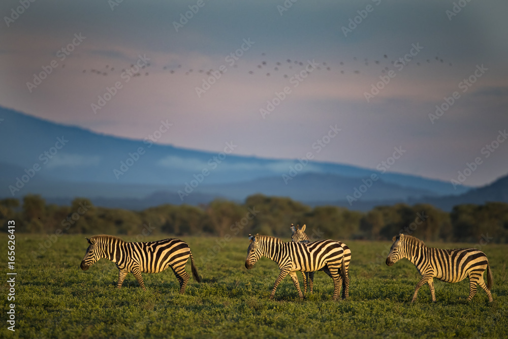 Fototapeta premium Animal