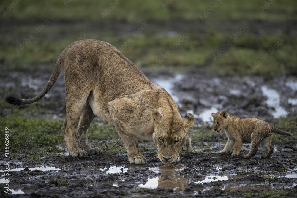Fototapeta premium lion
