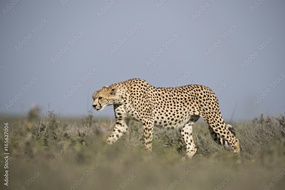 Obraz premium animal