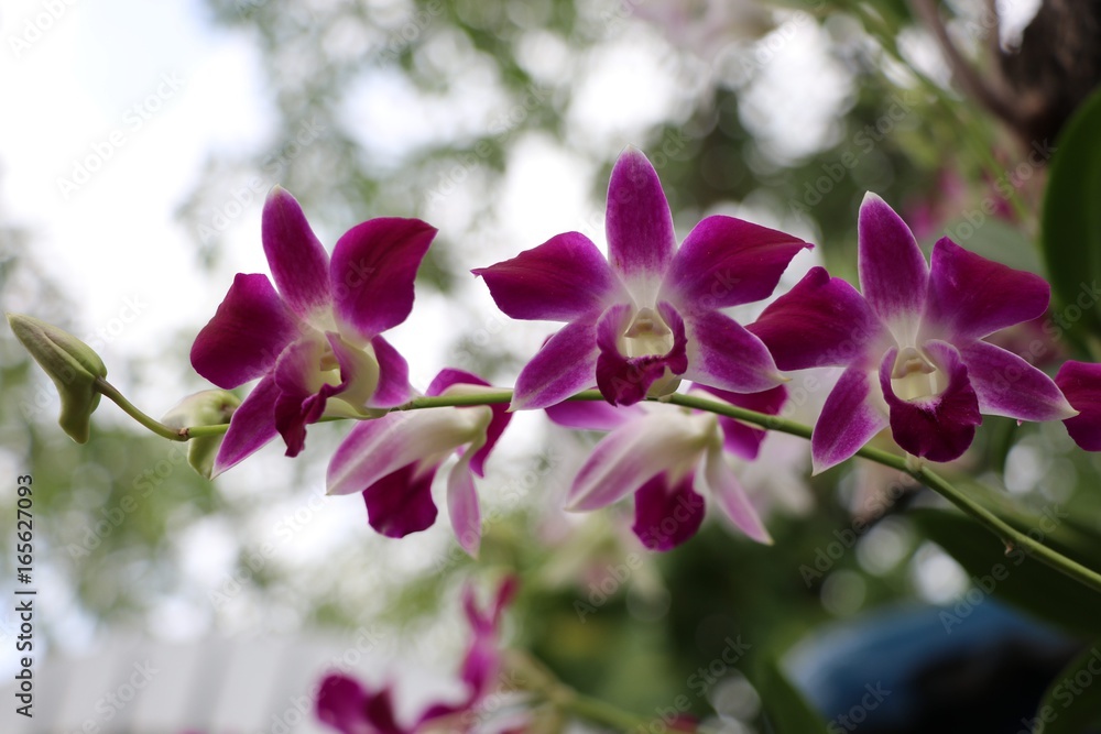 Fototapeta premium Pink orchids freshness and beautiful color on tree