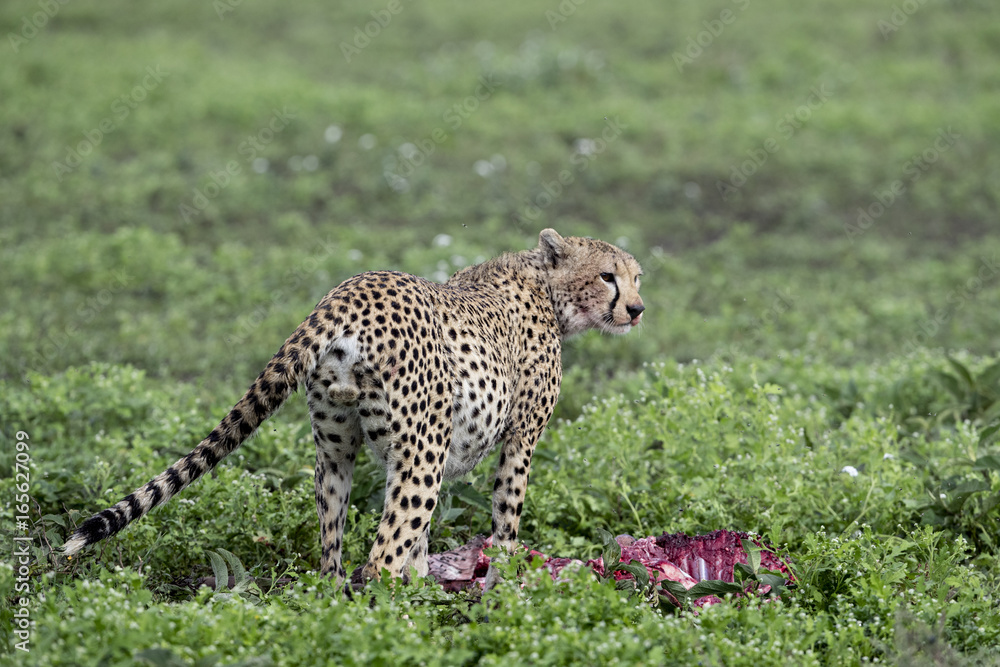 Fototapeta premium animal