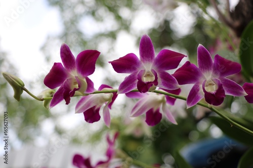 Pink orchids freshness and beautiful color on tree