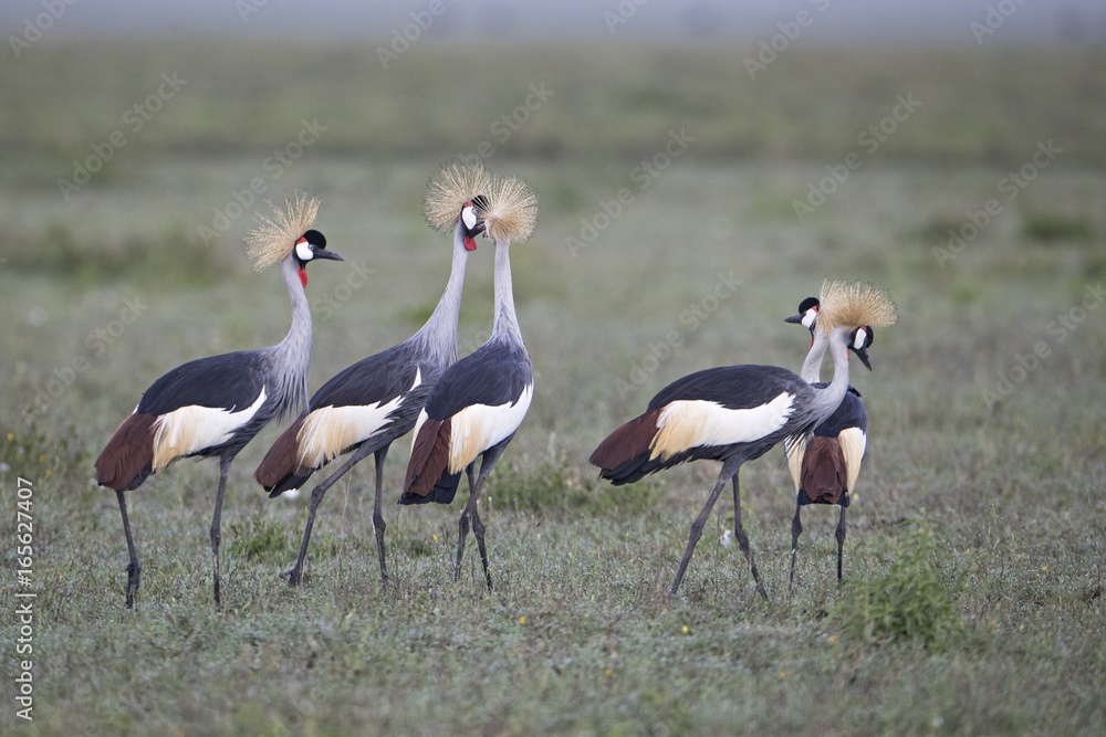 animal animal