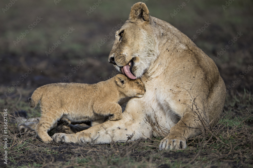 Fototapeta premium lion