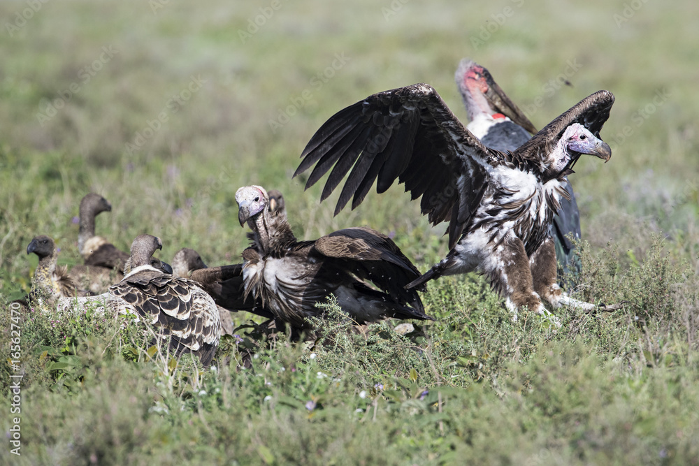 Obraz premium animal