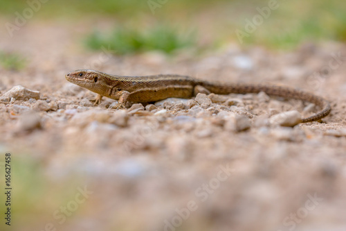 Viviparous lizard on gravel