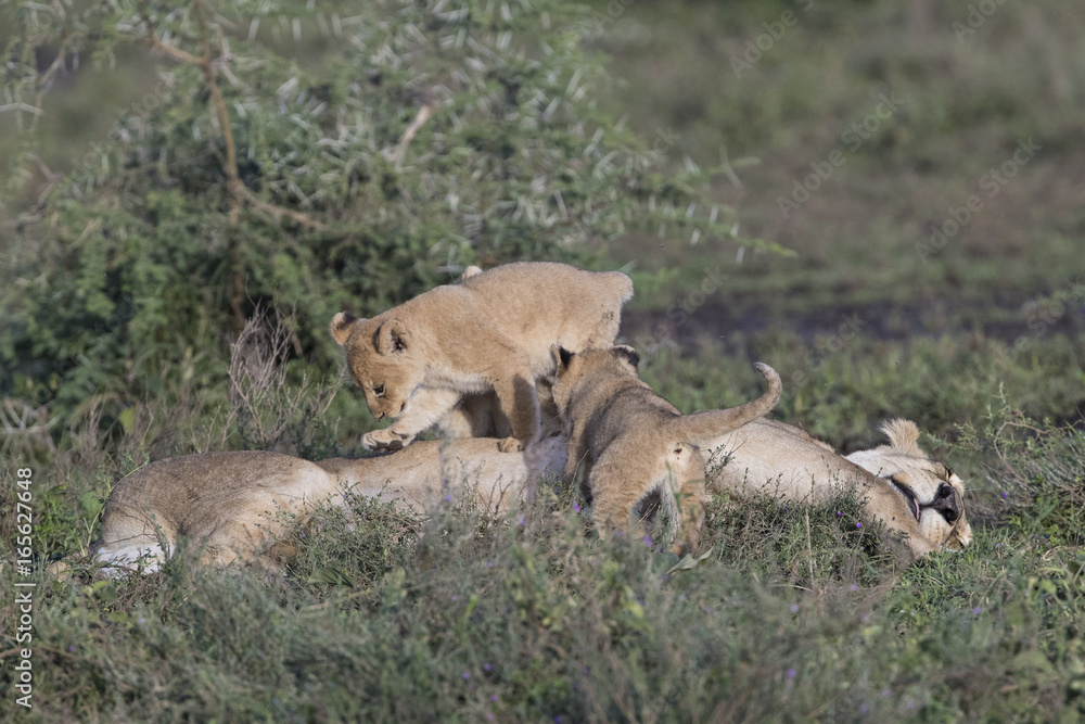 Fototapeta premium lion