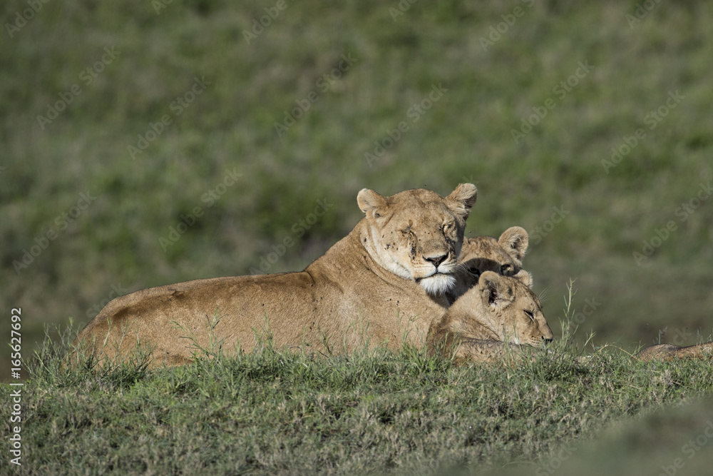 Naklejka premium lion