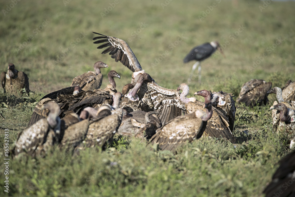 Obraz premium animal