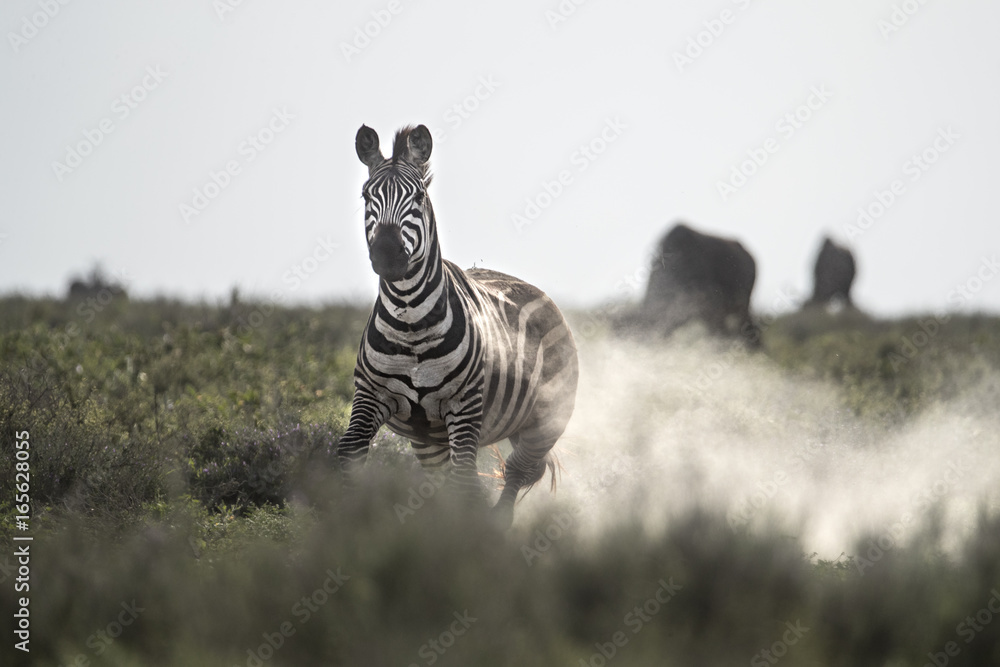 Obraz premium animal