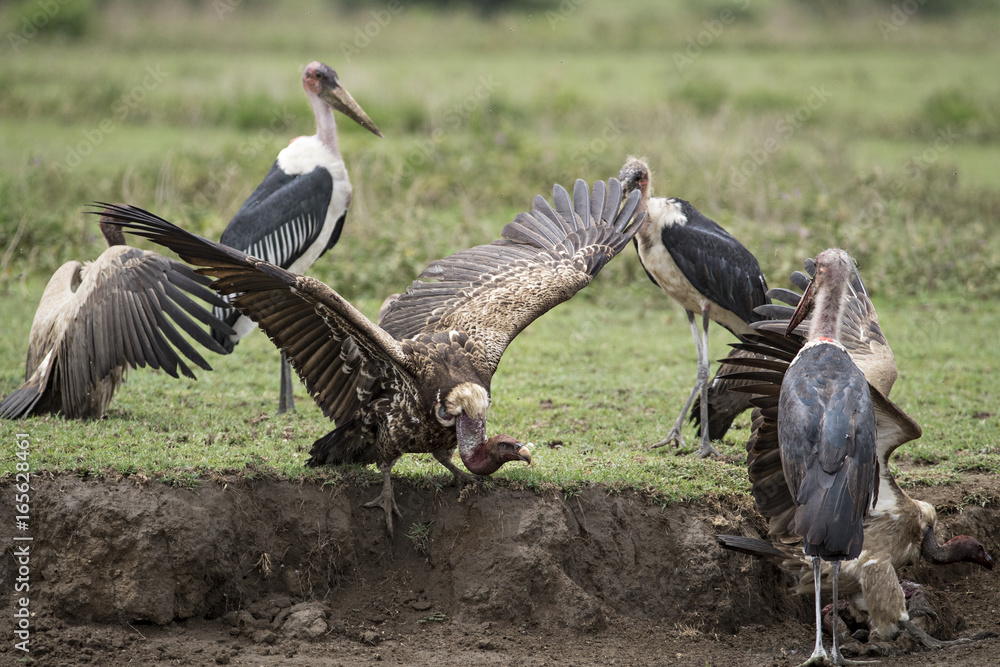 Obraz premium animal