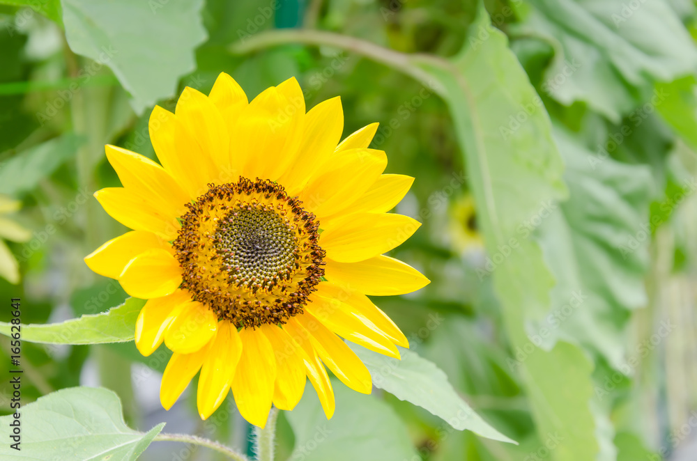 Beautiful sunflower in a field in summer season Beautiful sunflower in a field in summer season