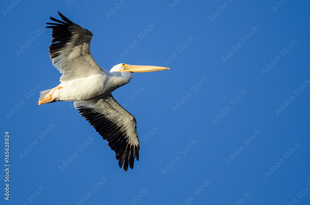 Fototapeta premium American White Pelican Flying in Blue Sky