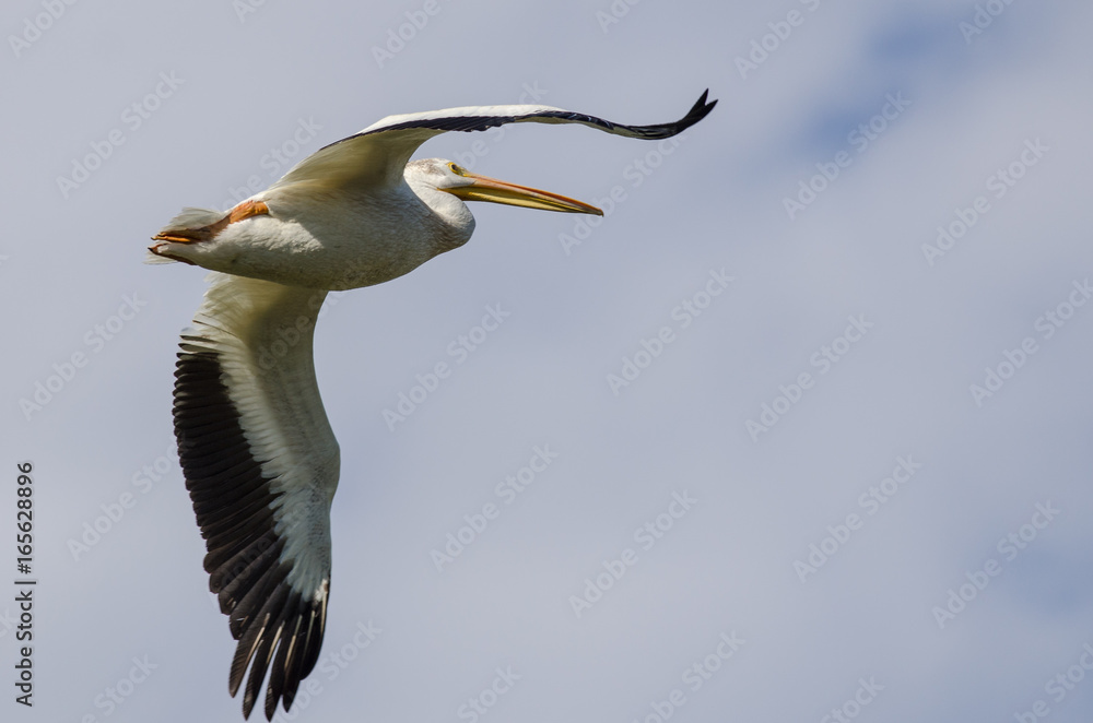 Obraz premium American White Pelican Flying in a Cloudy Blue Sky