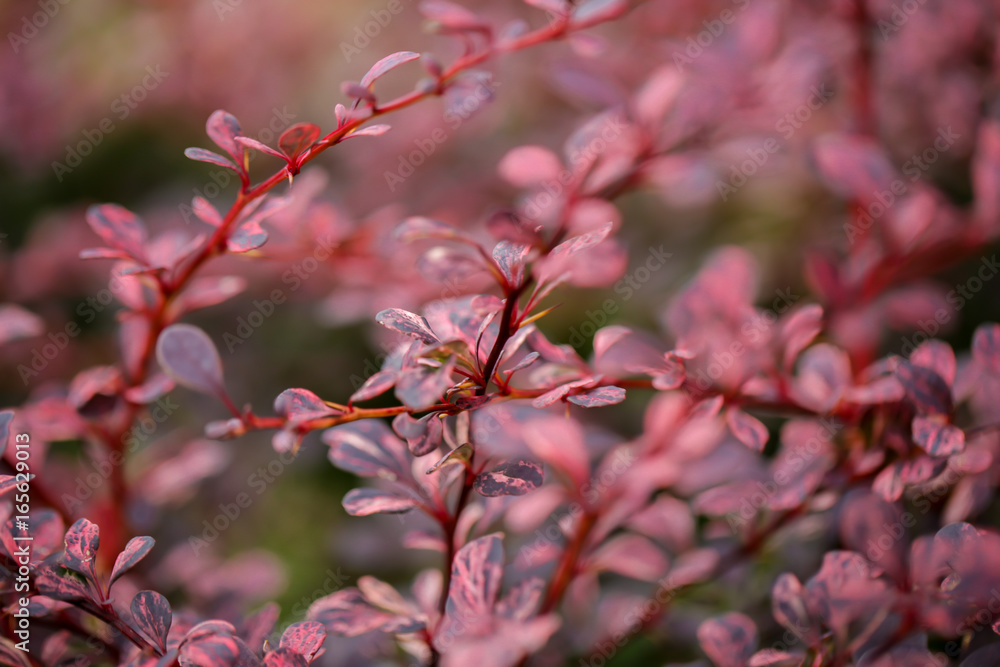 Macro nature pink blossom tree bush plant nature outdoors flowers Macro nature pink blossom tree bush plant nature outdoors flowers