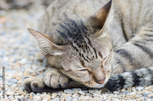 Sleeping cat on the ground