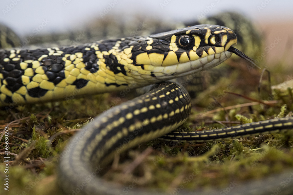 Fototapeta premium Animal