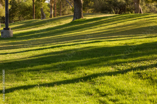 Early Morning Lines of Shadow Across Grassy Hills Grand and majestic trees live in Reid Park in beautiful Tucson. Early morning splendor of lines of shadow of trees play across the grassy hills