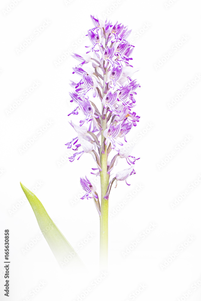 Obraz premium Animal