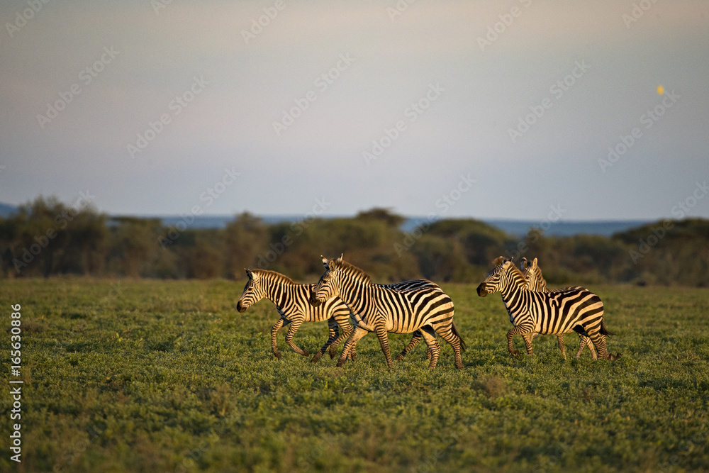 Naklejka premium Animal