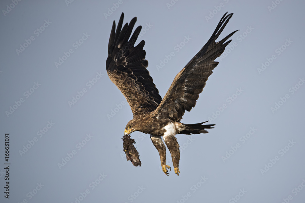 Fototapeta premium Animal