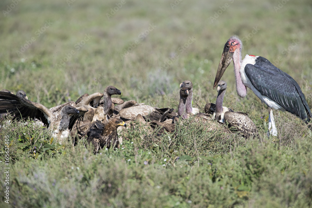 Obraz premium Animal