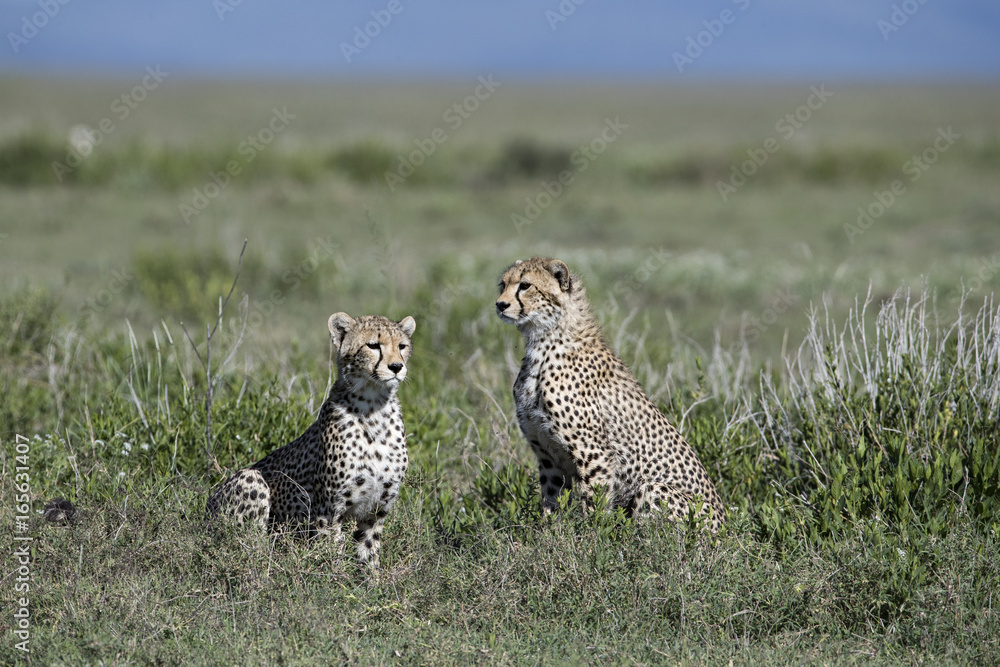 Fototapeta premium Animal