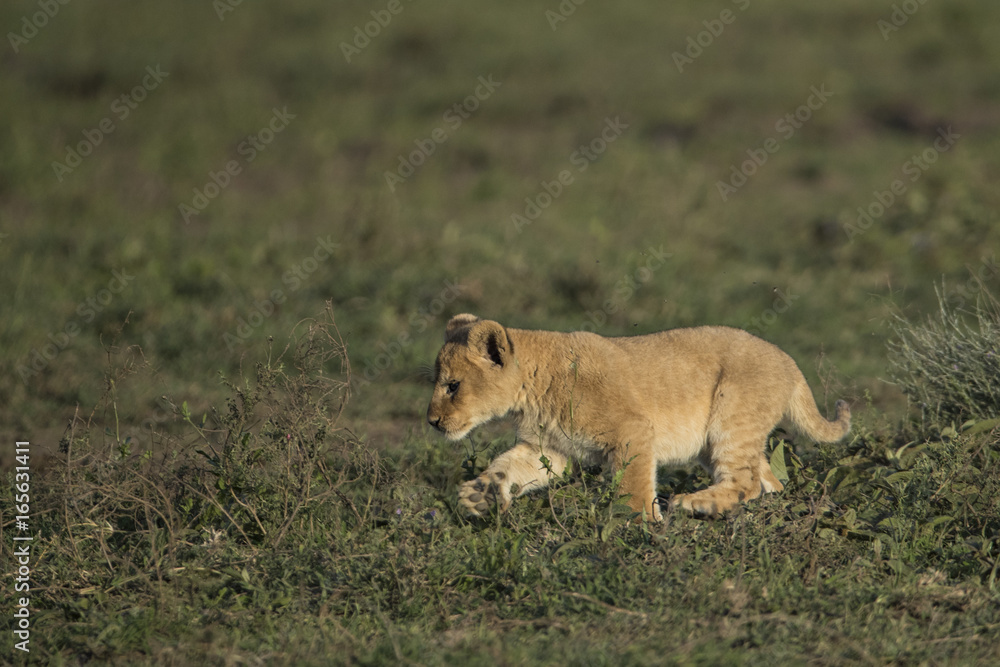 Naklejka premium lion