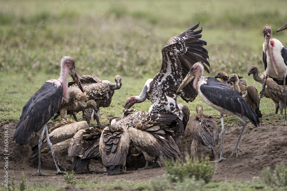 Obraz premium animal