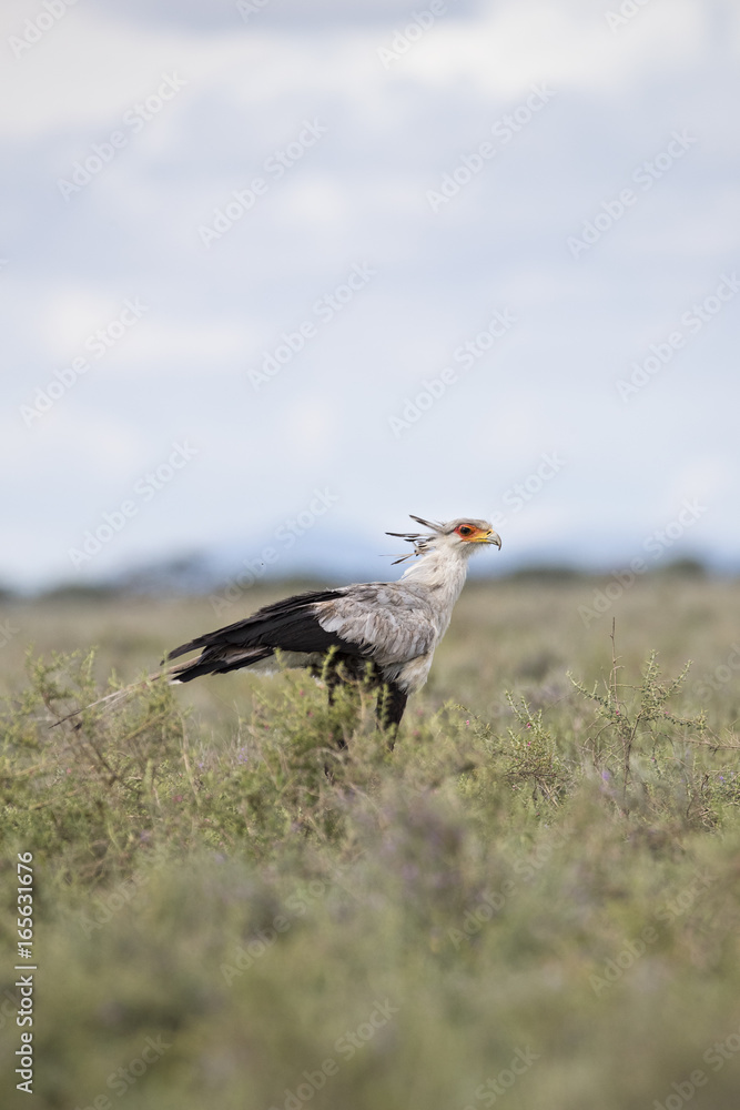 Obraz premium animal