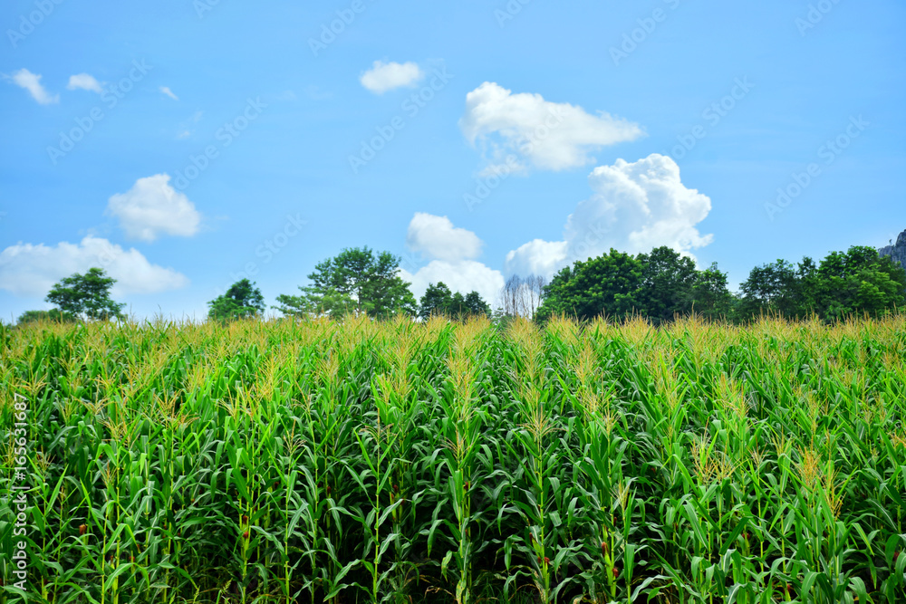 Obraz premium Corn farm in Thailand