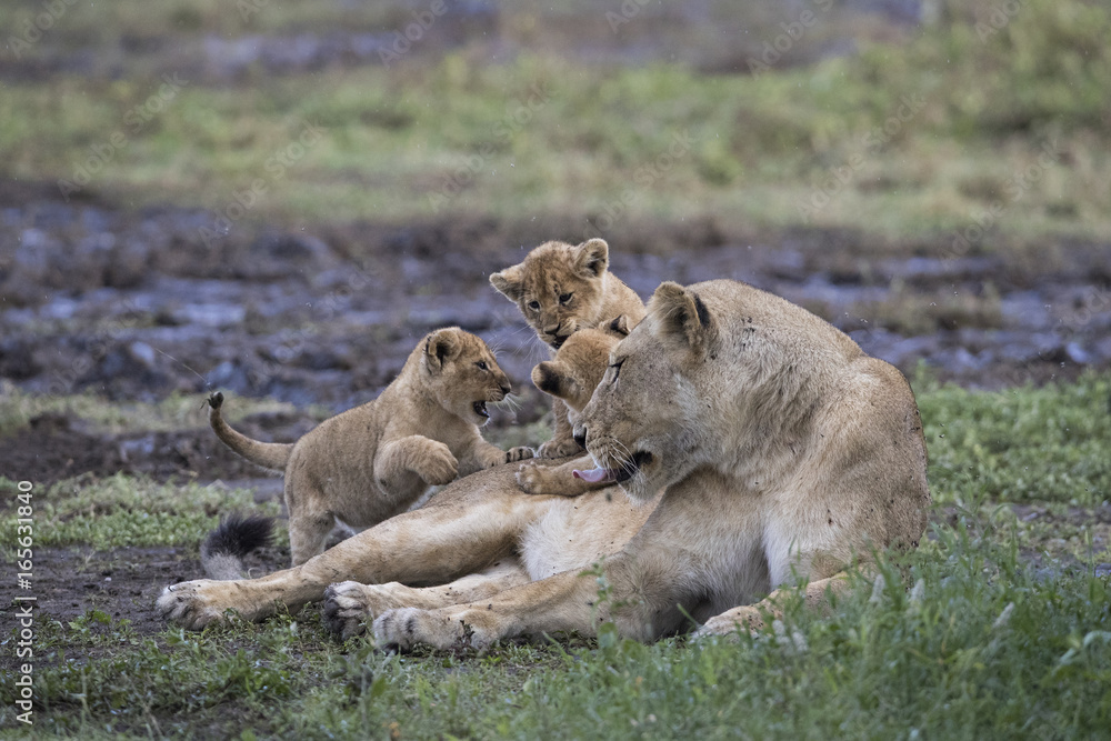 Fototapeta premium lion