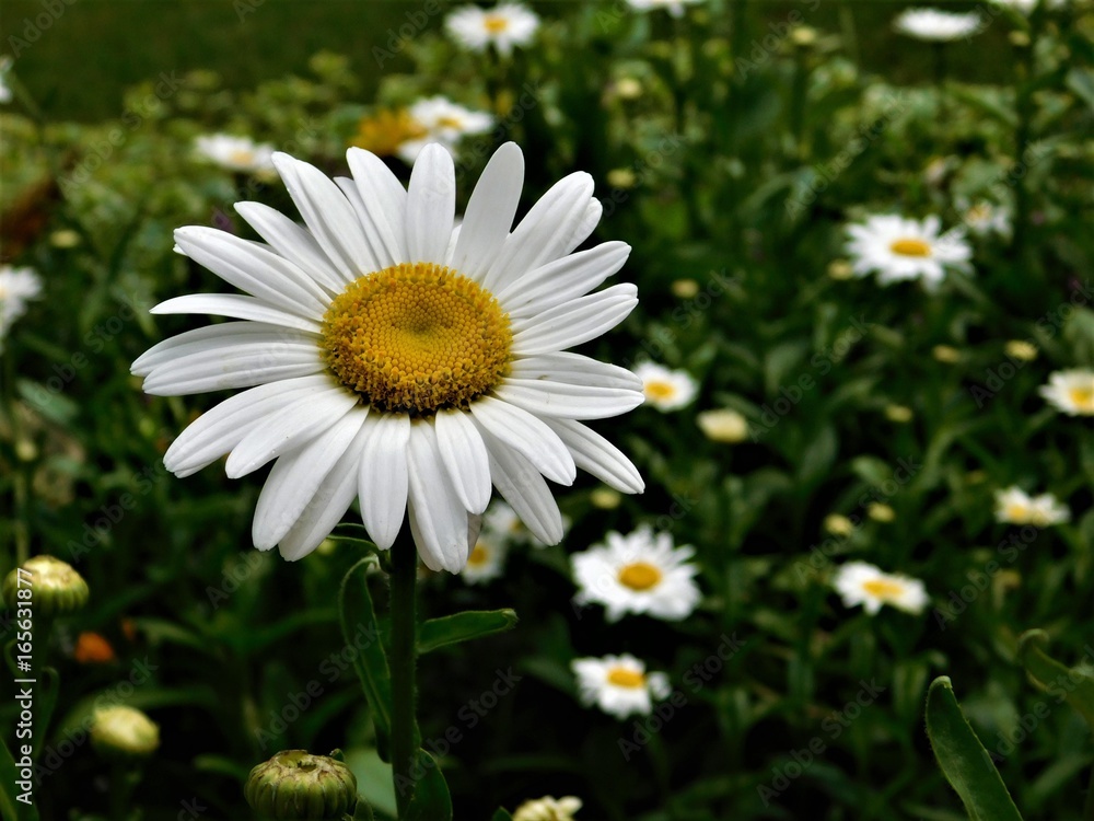 Obraz premium He Loves Me 