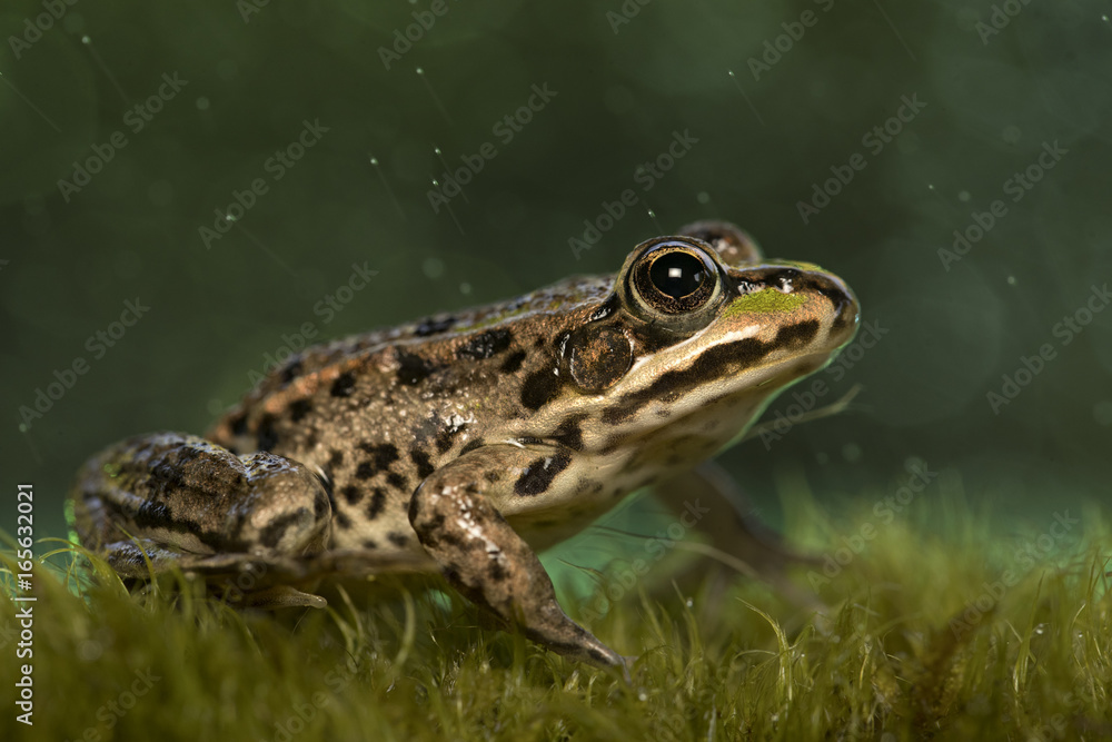 Fototapeta premium animal