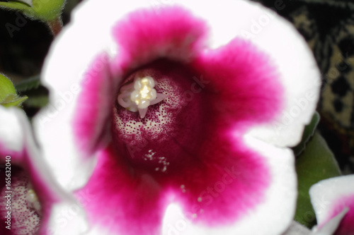 Fototapeta Naklejka Na Ścianę i Meble -  Flower Gloxinia in detail