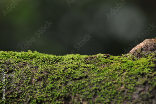 Green moss on the tree, defocused bokeh background