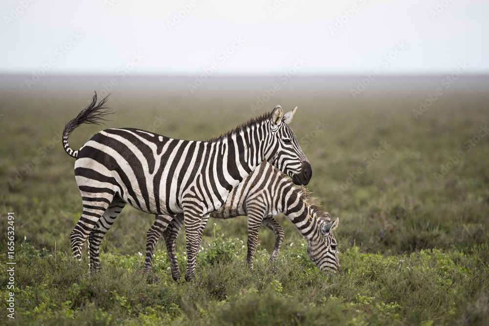 Fototapeta premium animal