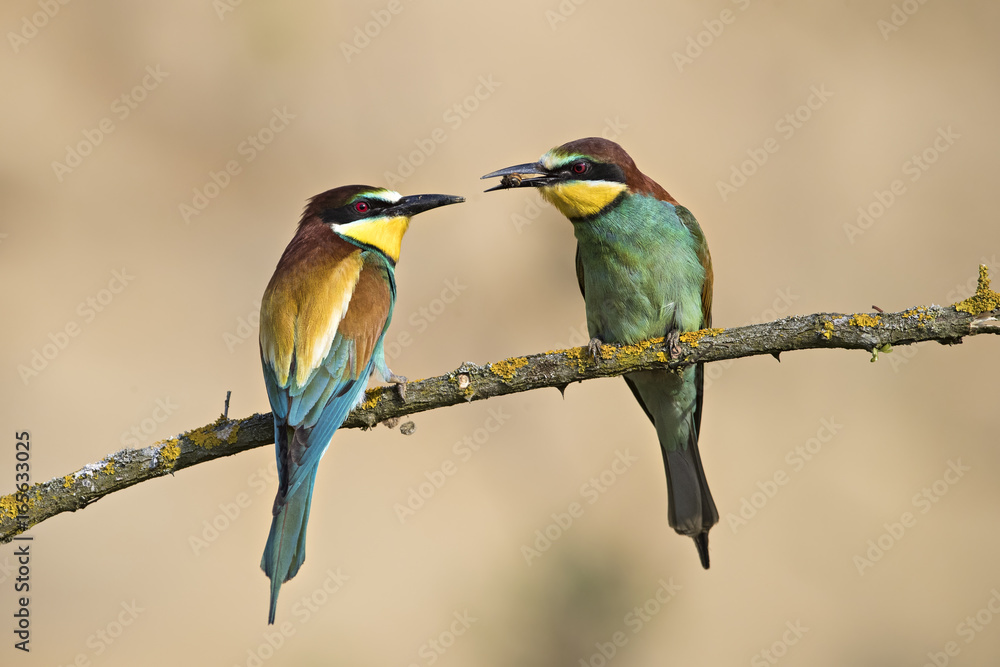 Fototapeta premium Animal