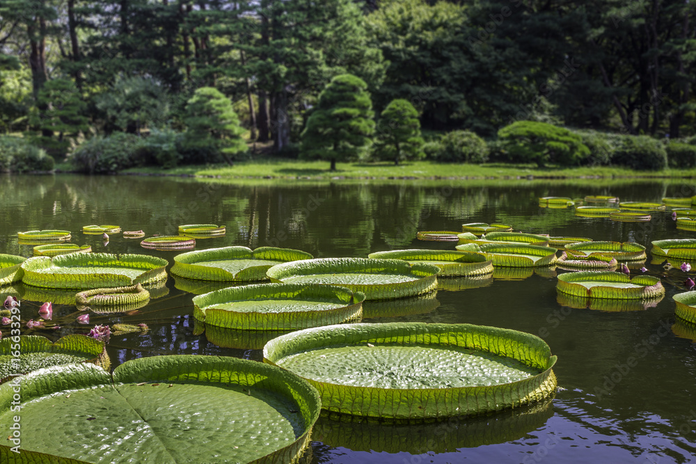 植物園の子供が乗れる大きな葉っぱオオオニバス パラグアイオニバス Stock Photo Adobe Stock