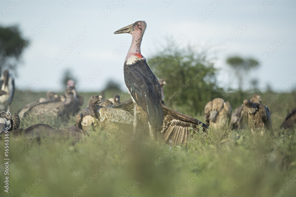 Obraz premium Marabou