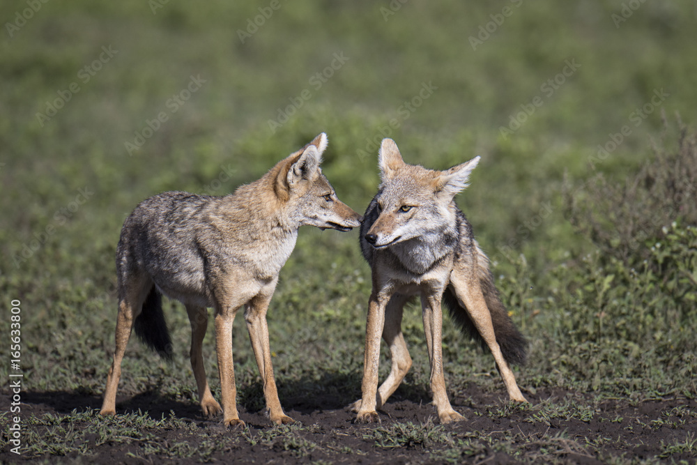 Naklejka premium jackal