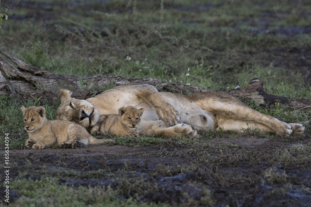 Fototapeta premium Lion